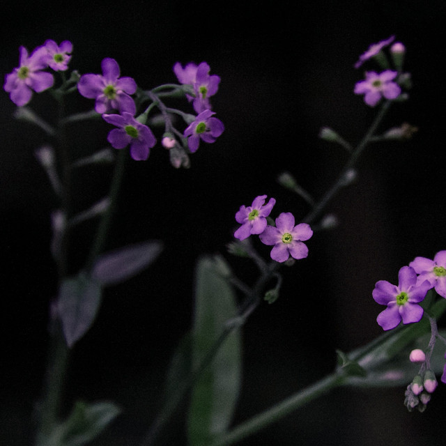 AetherFlower