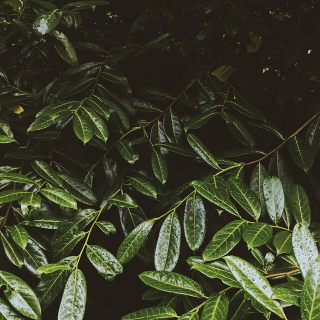 Relaxing Deep Sleep Rain & Nature Sounds cover art
