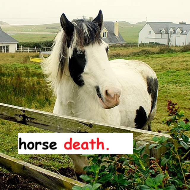 horse death.
