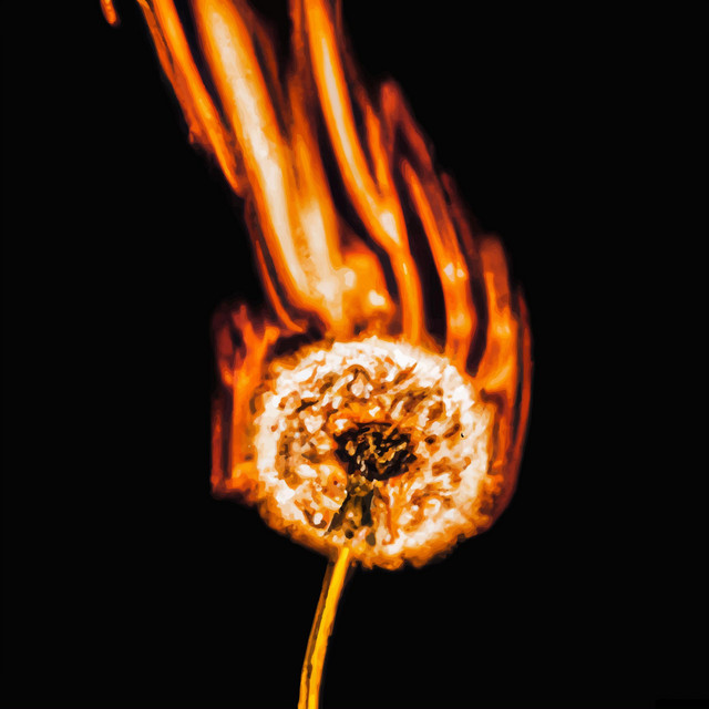 DANDELION cover art