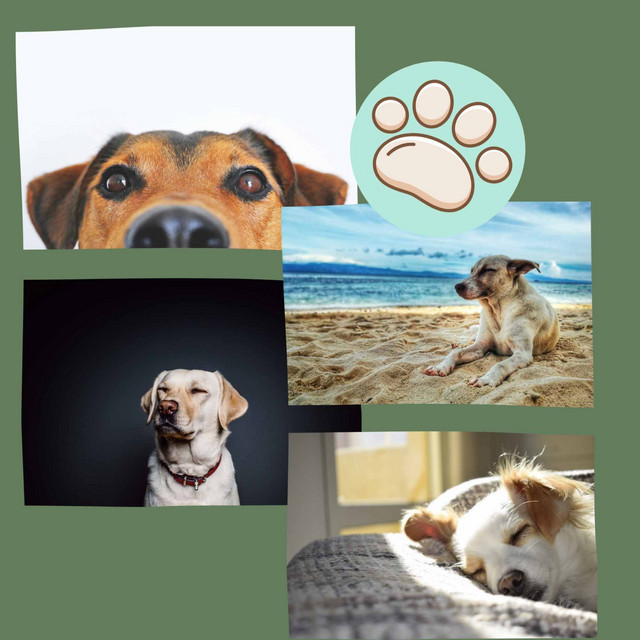 Tenor Jazz Sax - Music for Puppies Alone cover art