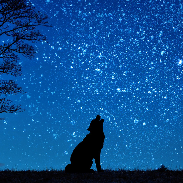 The Sound of the Wolf cover art