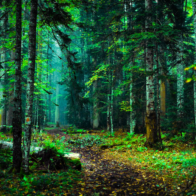Forest cover art