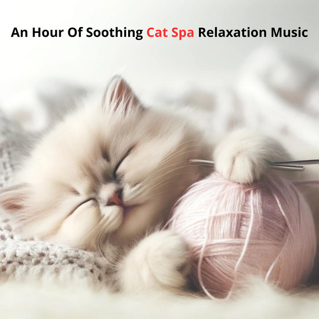 An Hour Of Soothing Cat Spa Relaxation Music