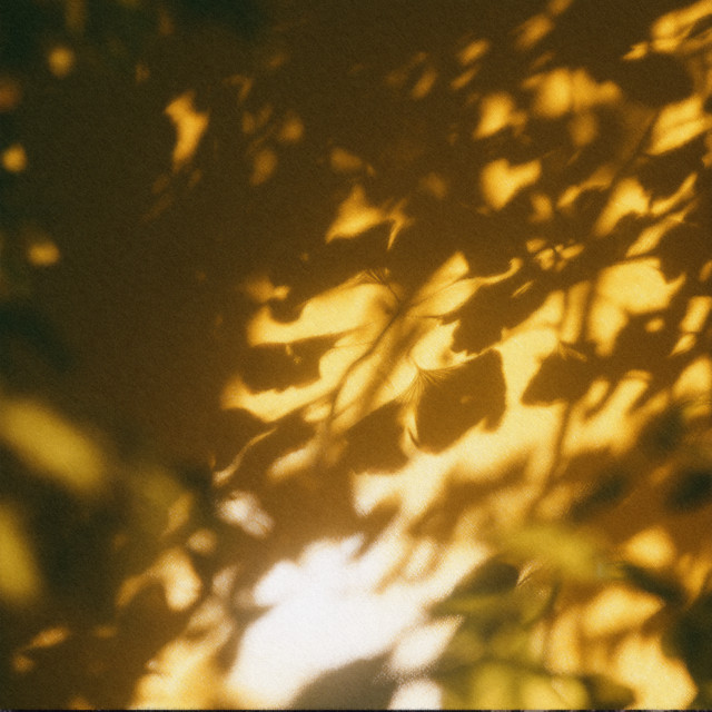 leaflight album image