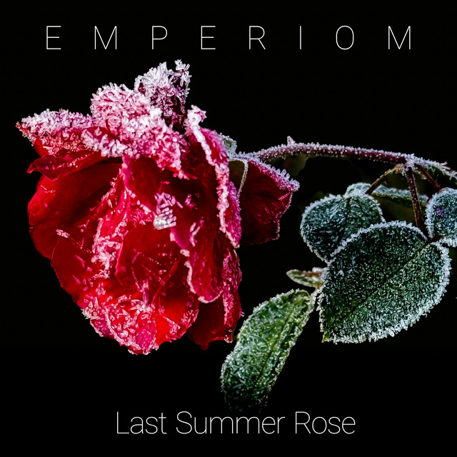 Last Summer Rose