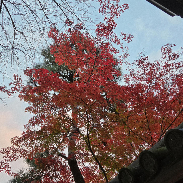 Iroha