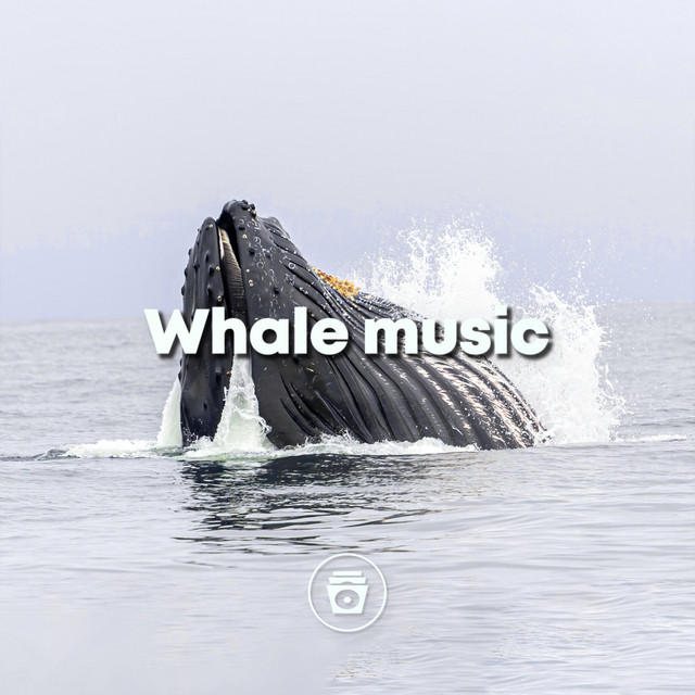 Whale Music - Album by Whale Sounds | Spotify