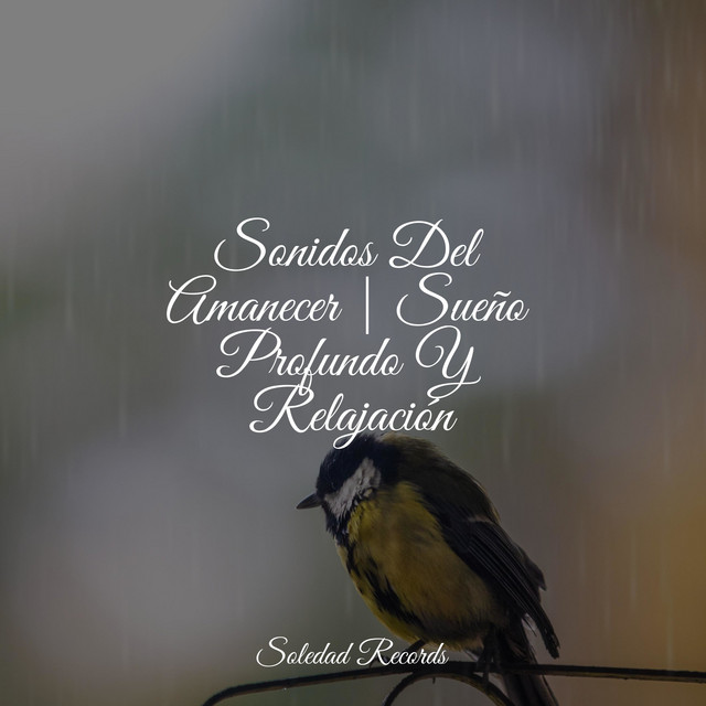 Sonidos Del Amanecer | Sueño Profundo Y Relajación