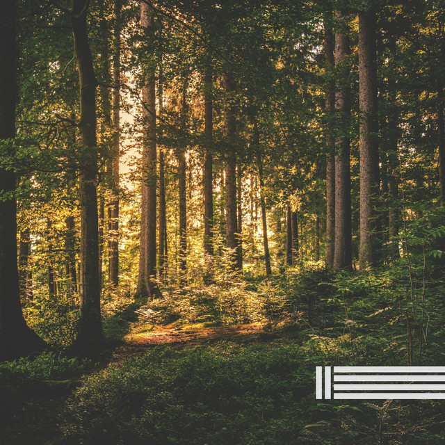 Sounds Of Forest Nature