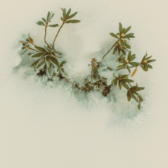 Meditative Murmurs cover