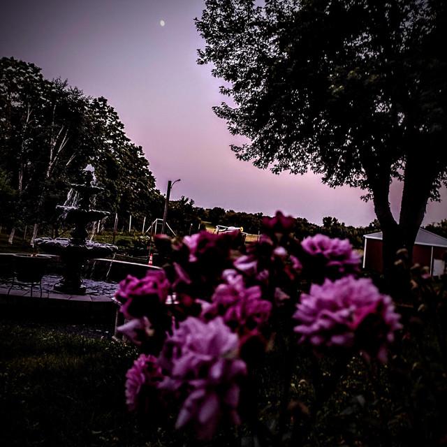 The Perfect Rose For My DeathBed cover art