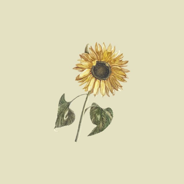 Sunflower cover art