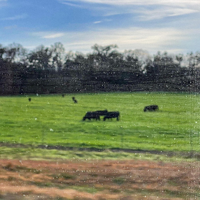Cows Come Home cover art