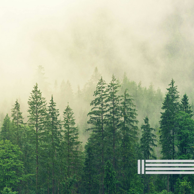 Birds In The Forest Natural Sounds