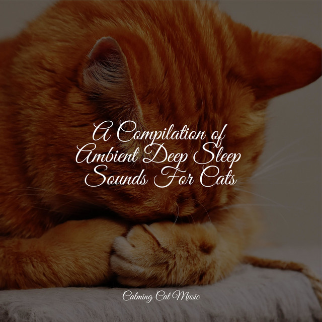 A Compilation of Ambient Deep Sleep Sounds For Cats - Album by Music ...