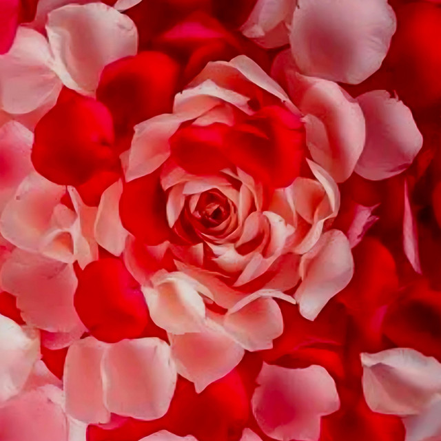 Petal of Roses