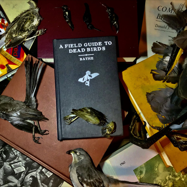 A Field Guide to Dead Birds cover art