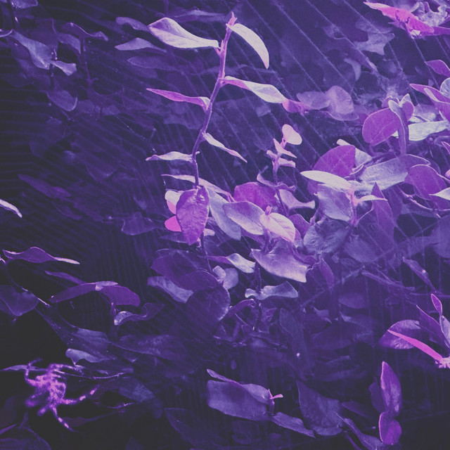 Kind Eyes cover art