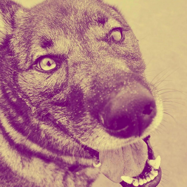 SIBERIAN HUSKY