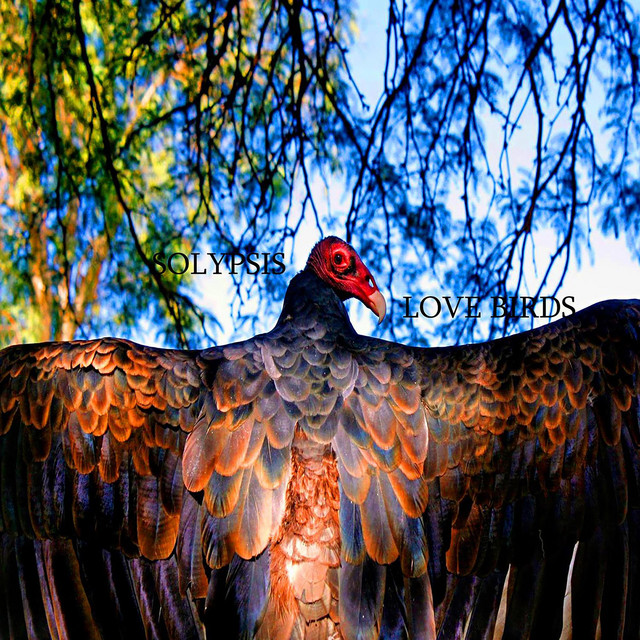 Love Birds cover art