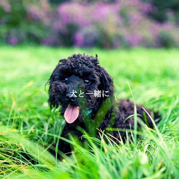 犬と一緒に cover art