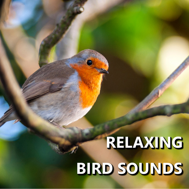 Relaxing Bird Sounds cover art