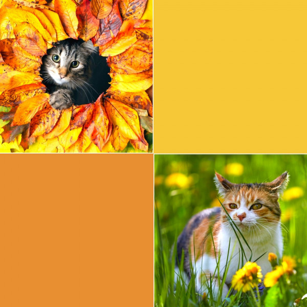 Music for My Quiet Cats - Jazz Quintet cover art