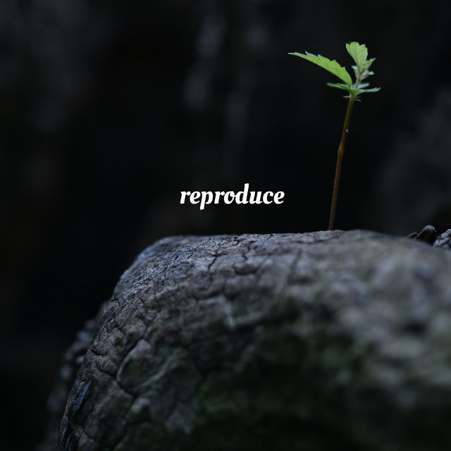 reproduce cover art
