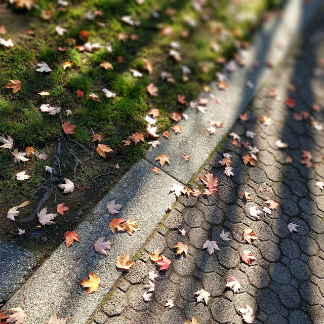落叶 cover art