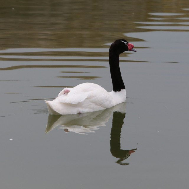 Cygne noir et cygne blanc