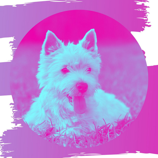 Wit Honden (Sfeer) cover art