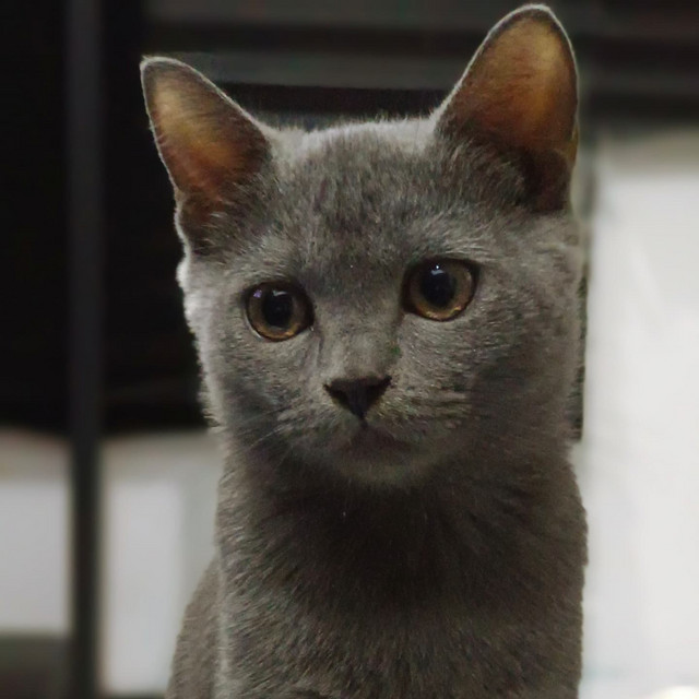 Meow Meow Kucingku Manja