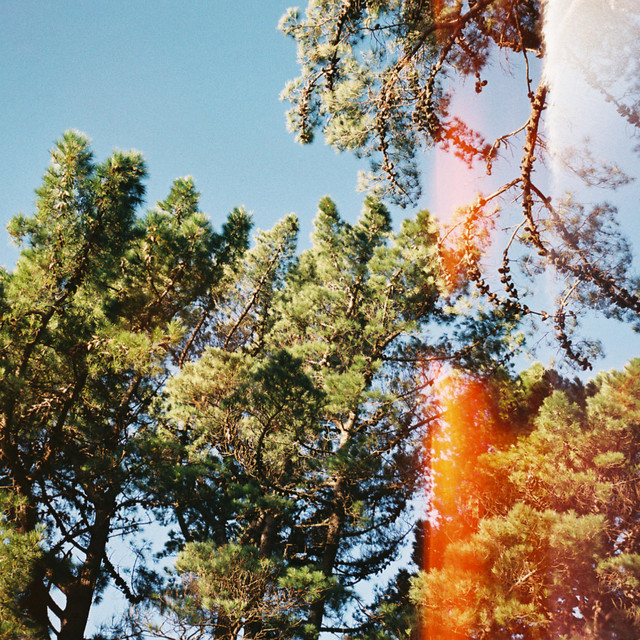 Canopy cover art