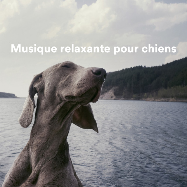 Musique relaxante pour chiens cover art