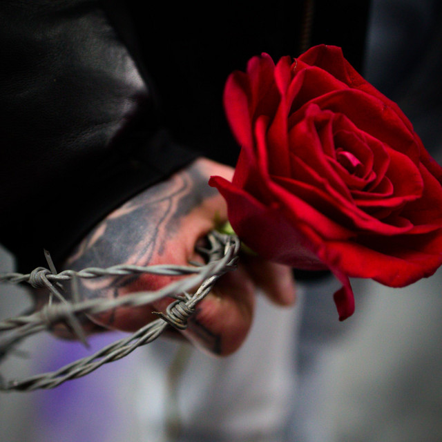 Rose & barbelé