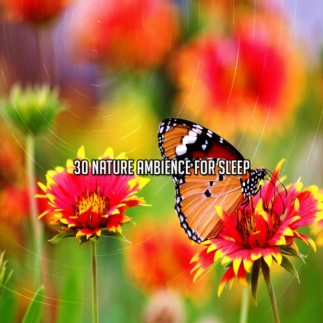 30 Nature Ambience For Sleep - Album by Nature Sounds | Spotify