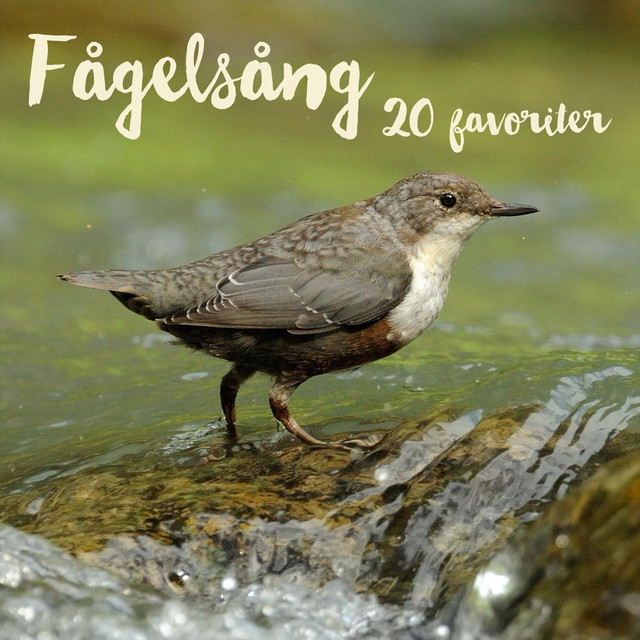 20 favoriter cover art