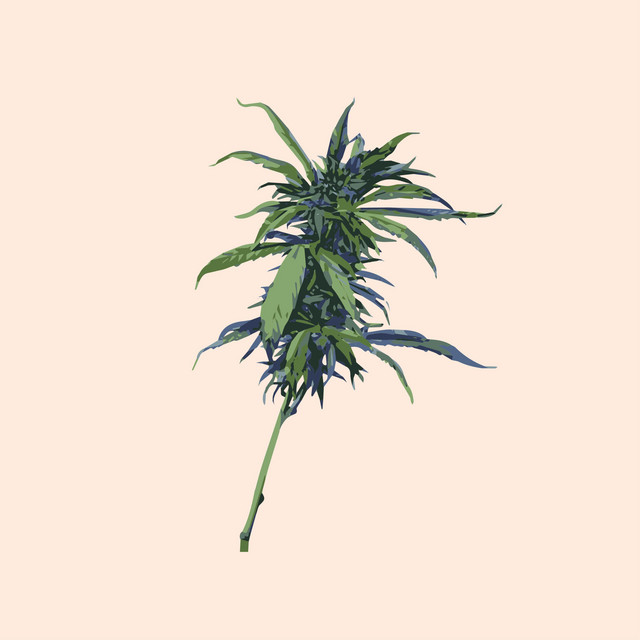 Split a Tree cover art