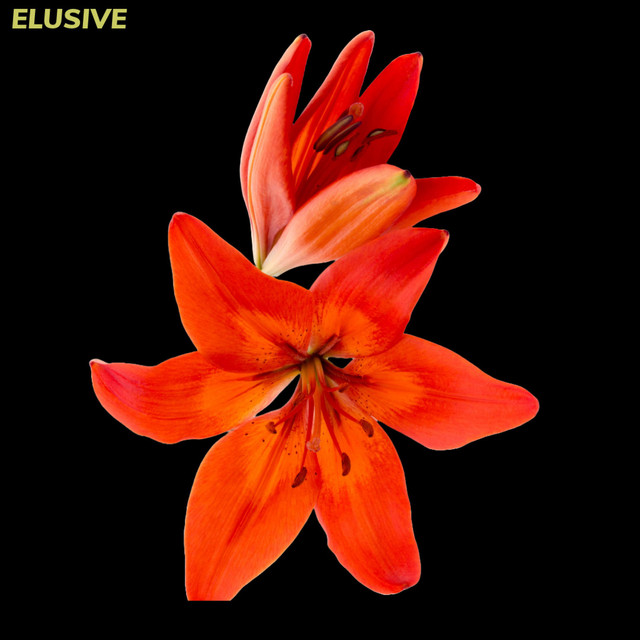 elusive cover art
