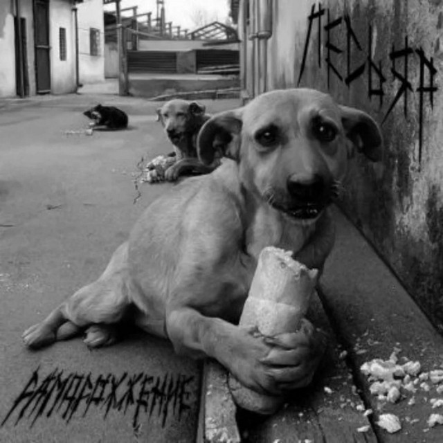 Самосожжение cover art