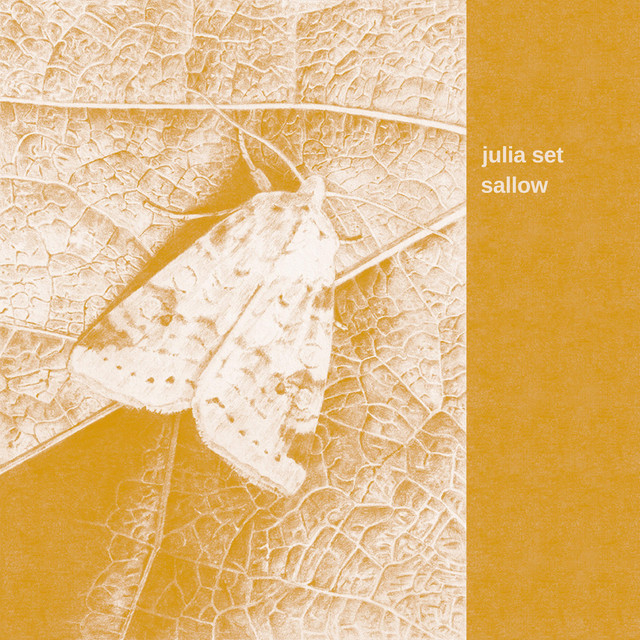 sallow cover art