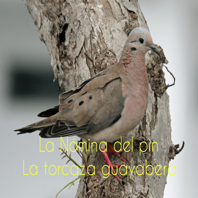 La nómina del pin