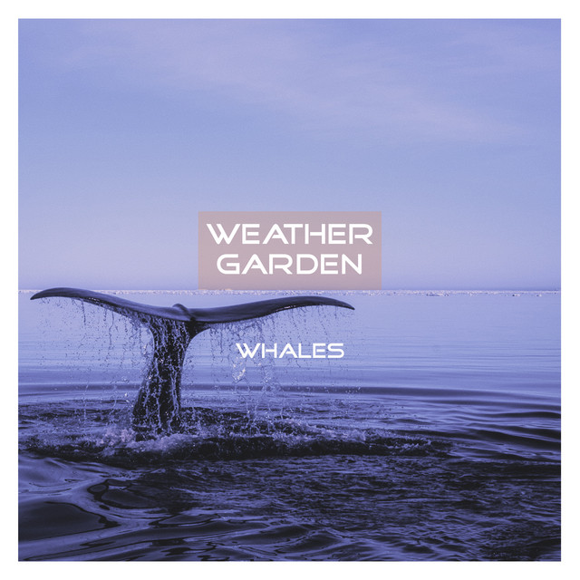 Whales