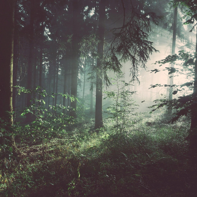 Forest Solitude (single)