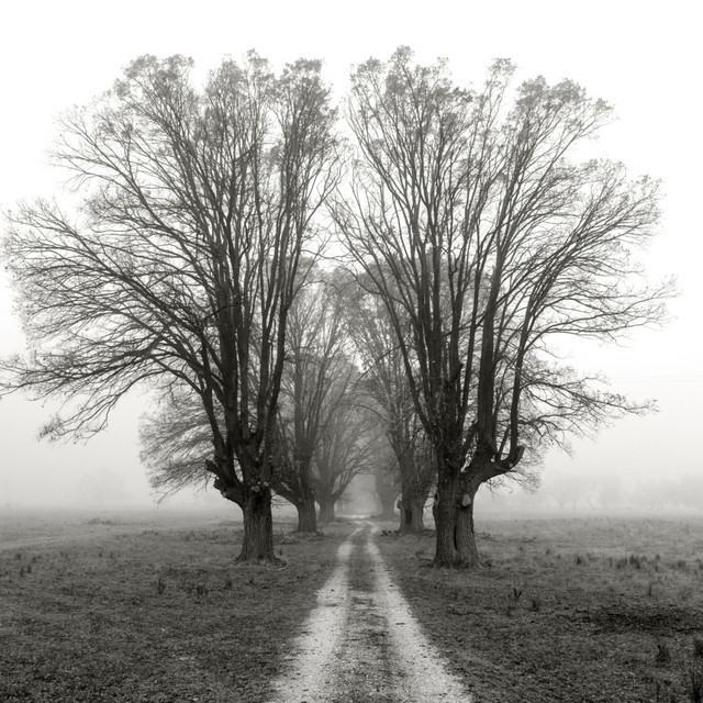 Bleak Spring
