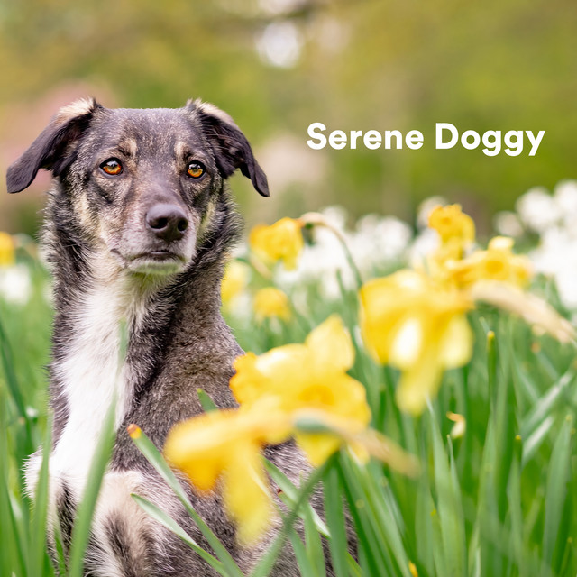 Serene Doggy cover art