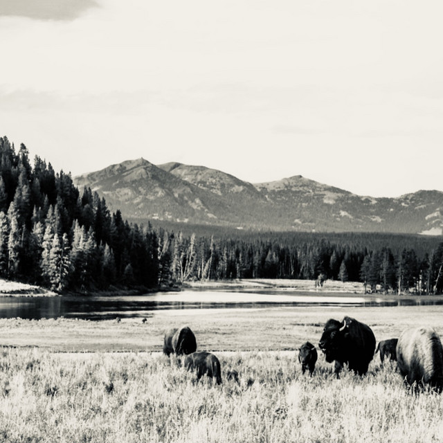 Yellowstone cover
