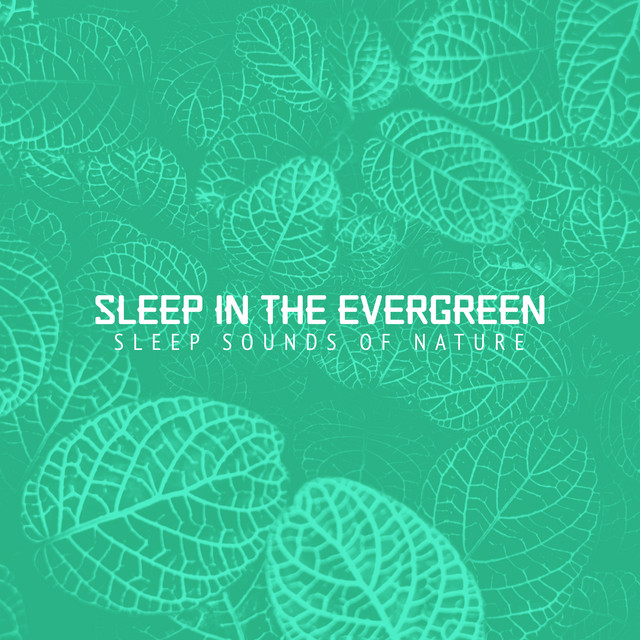 Sleep in the Evergreen - Album by Sleep Sounds of Nature | Spotify