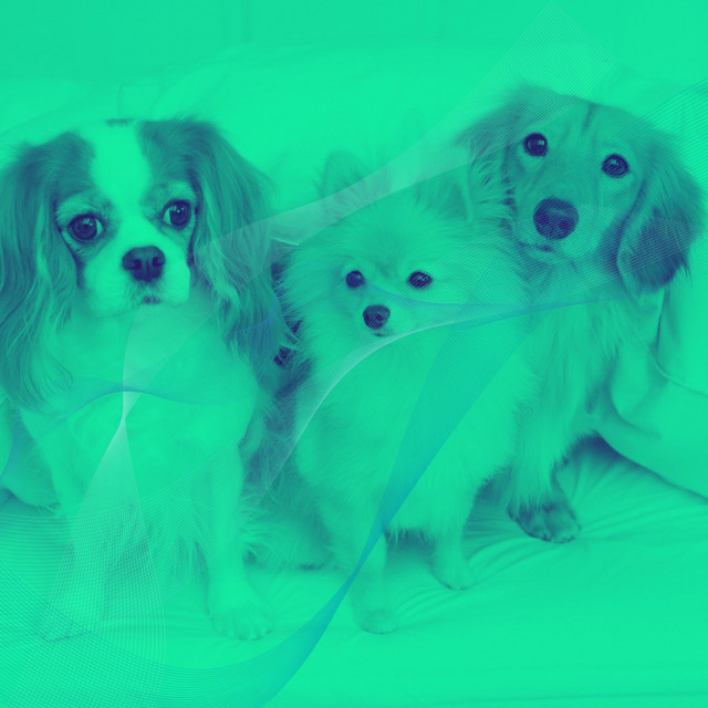 Friendly Quartet Jazz - Ambiance for Super Pups - Album by Relaxing ...